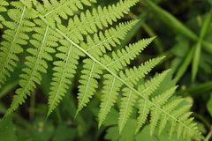 Athyrium filix-femina