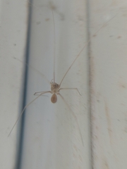 Micropholcus fauroti