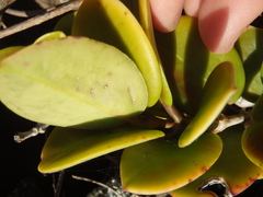 Hoya australis australis
