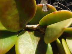 Hoya australis australis
