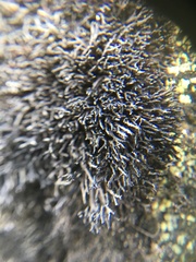 Cornicularia normoerica