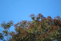 Cordia trichotoma