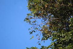 Balfourodendron riedelianum