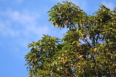 Balfourodendron riedelianum