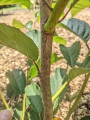 Pterostyrax corymbosus