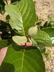 Pterostyrax corymbosus