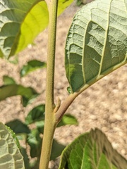 Pterostyrax corymbosus
