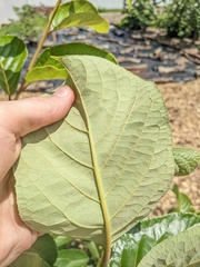 Pterostyrax corymbosus