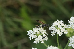Tenthredo neobesa