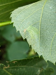 Phyllonorycter tiliacella