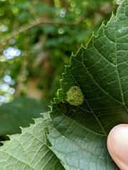 Phyllonorycter tiliacella