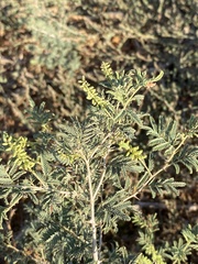 Prosopis farcta