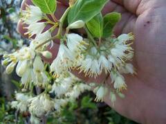 Pterostyrax corymbosus
