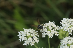 Tenthredo neobesa