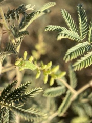 Prosopis farcta