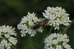 Tenthredo neobesa