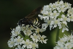Tenthredo neobesa