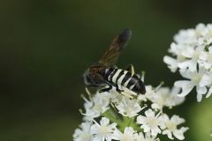 Tenthredo neobesa