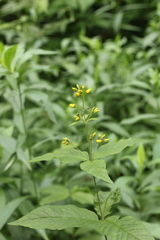 Lysimachia vulgaris