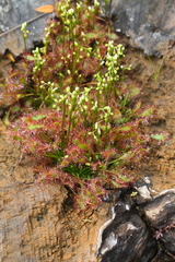 Drosera intermedia
