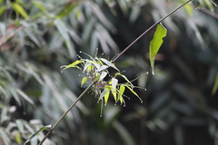 Chusquea ramosissima