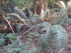 Lepidozamia peroffskyana