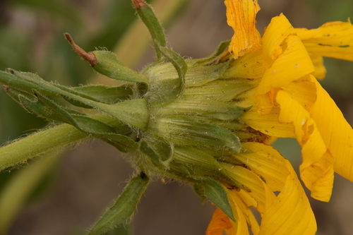 Image of Balsamorhiza macrophylla by (c) Mitch Van Dyke, some rights reserved (CC BY)