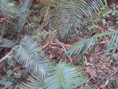 Lepidozamia peroffskyana