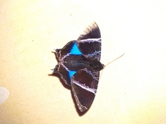 Coronidia orithea