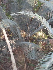 Lepidozamia peroffskyana