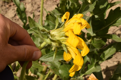 Image of Balsamorhiza macrophylla by (c) Mitch Van Dyke, some rights reserved (CC BY)
