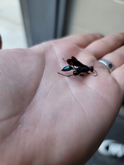 Chalybion californicum