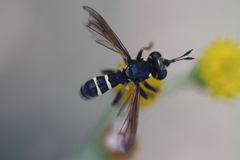 Conops flavipes