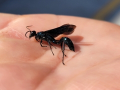 Chalybion californicum