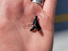 Chalybion californicum