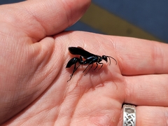 Chalybion californicum