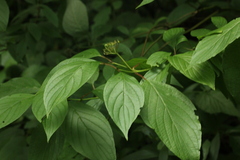 Cornus alba