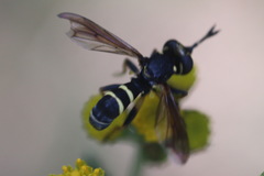 Conops flavipes