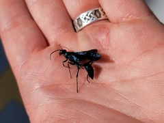 Chalybion californicum