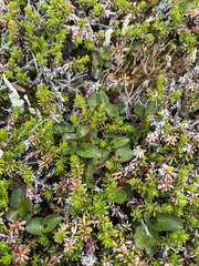 Salix herbacea