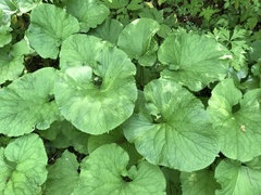 Ligularia fischeri