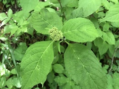 Hydrangea serrata