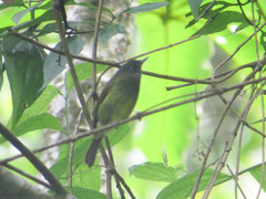 Mionectes striaticollis