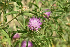 Centaurea iberica