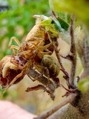 Philodromus aureolus