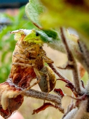 Philodromus aureolus