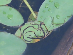 Polypedilum braseniae