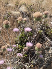 Cirsium mohavense