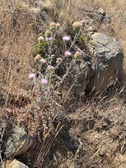 Cirsium mohavense