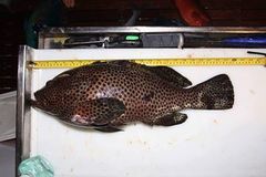 Epinephelus maculatus